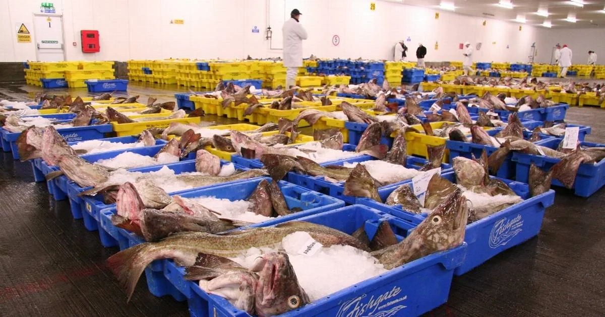 Fresh fish displayed on ice at a fish market